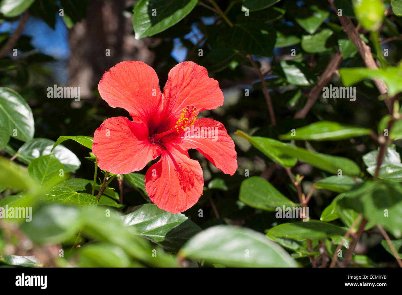 La mauve rose, Hibiscus, hibiscus chinois, la Chine a augmenté, Hibiscus rosa-sinensis, Hibiscus rosa sinensis, Hibiskus, Roseneibisch Banque D'Images
