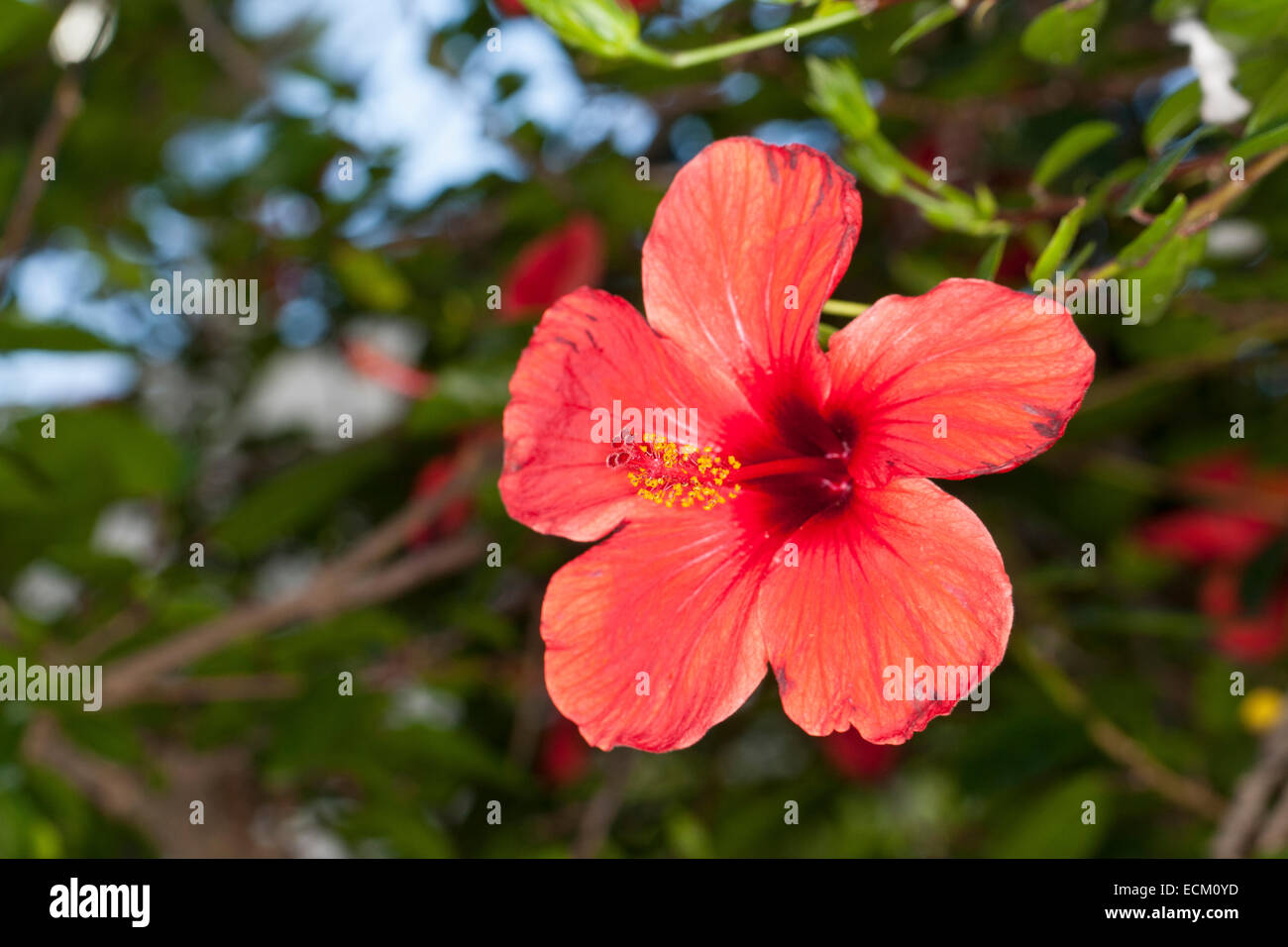 La mauve rose, Hibiscus, hibiscus chinois, la Chine a augmenté, Hibiscus rosa-sinensis, Hibiscus rosa sinensis, Hibiskus, Roseneibisch Banque D'Images