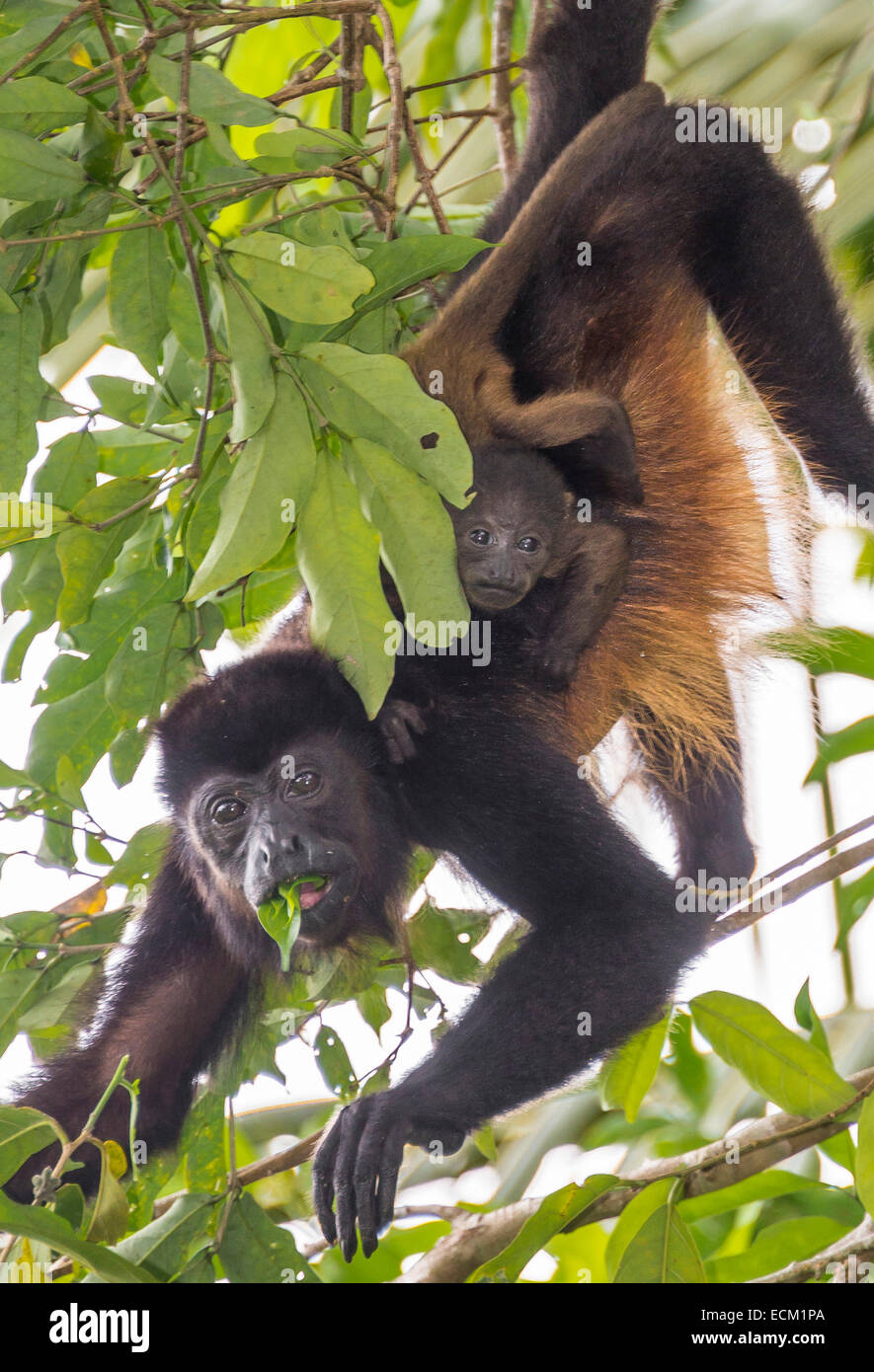 Un singe hurleur porte son bébé au Costa Rica Banque D'Images