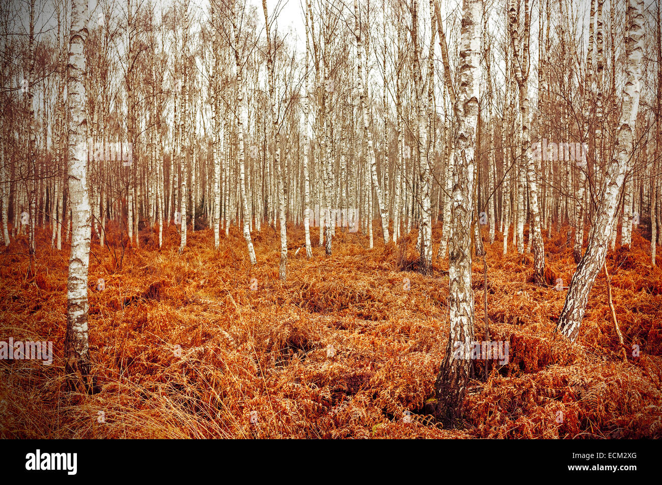 Retro style photo d'automne Birch Grove avec red fern. Banque D'Images