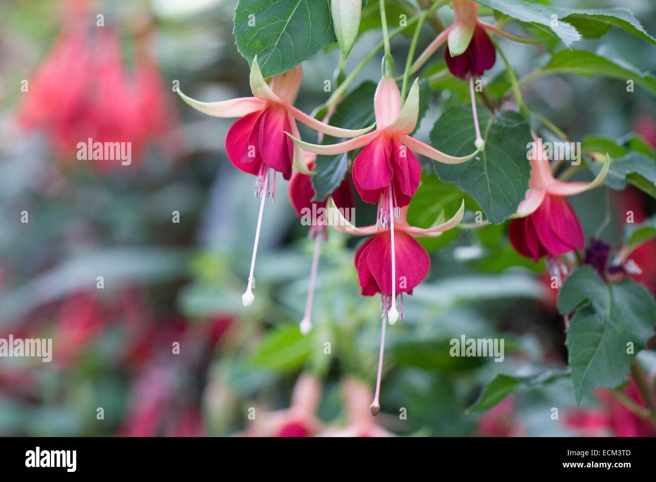 Laura Fuchsia fleurs. Banque D'Images