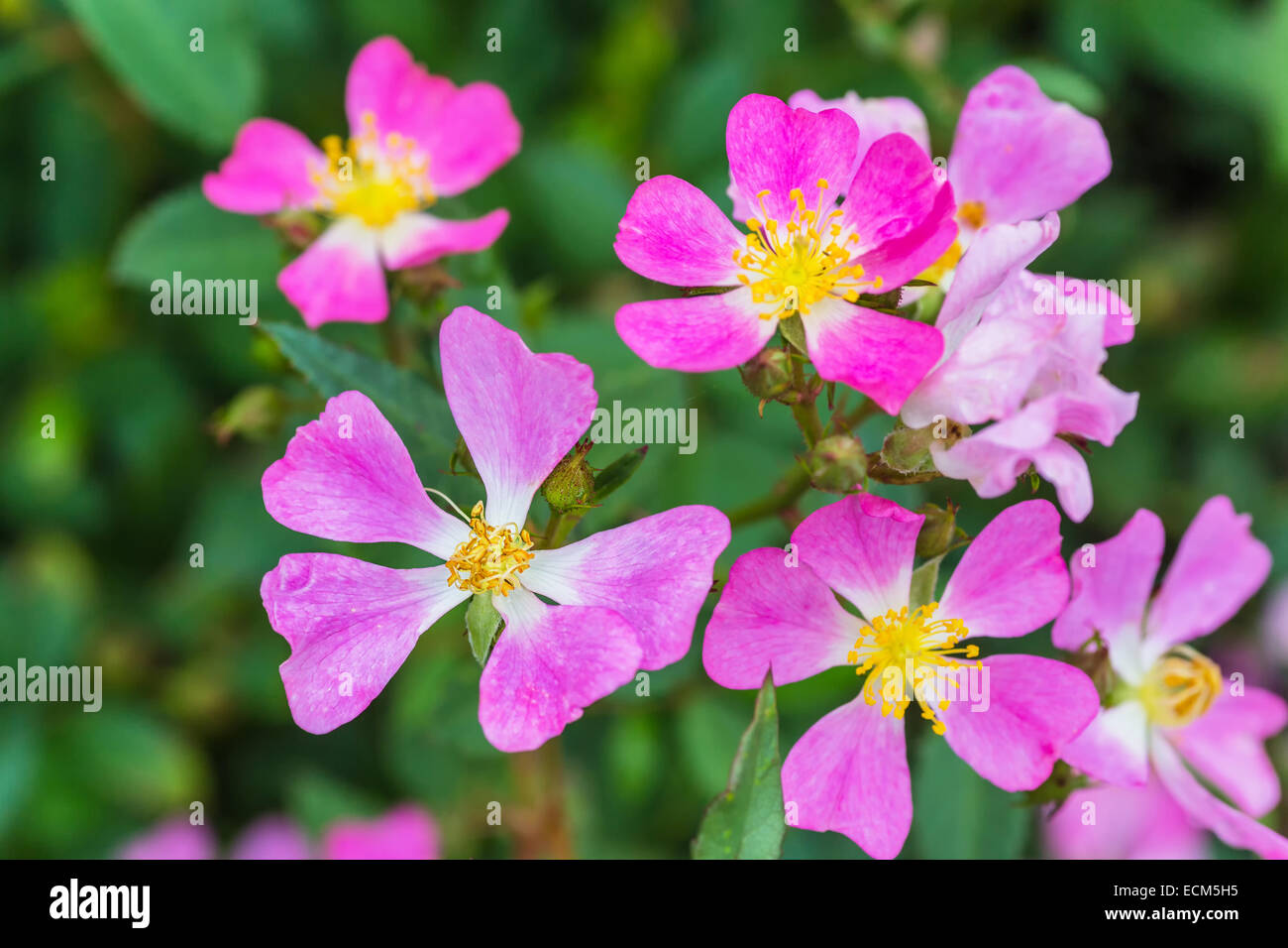 Une nouvelle variété de rose jardin appelé 'Tokyo Rose'. Nom botanique est Rosa chinensis Tokyo Rose. Cultivées à partir de graines. Banque D'Images