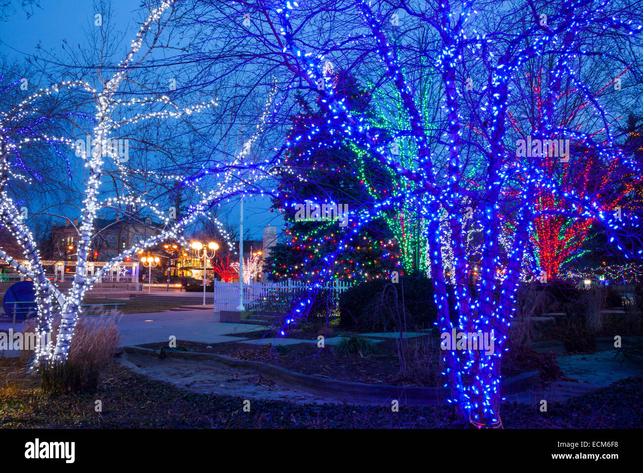 Arbres lumineux près de l'Hôtel de ville au centre-ville de Brampton, Ontario, Canada. Banque D'Images Arbres lumineux près de l'Hôtel de ville au centre-ville de Brampton, Ontario, Canada. Banque D'Images
