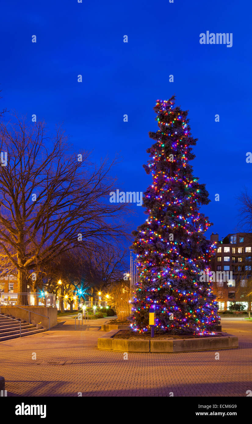 Un très grand arbre de Noël (sapin bleu) couvert de lumières dans le centre-ville de Oakville, Ontario, Canada. Banque D'Images
