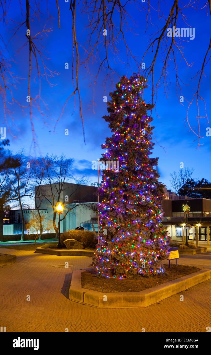 Un très grand arbre de Noël (sapin bleu) couvert de lumières dans le centre-ville de Oakville, Ontario, Canada. Banque D'Images