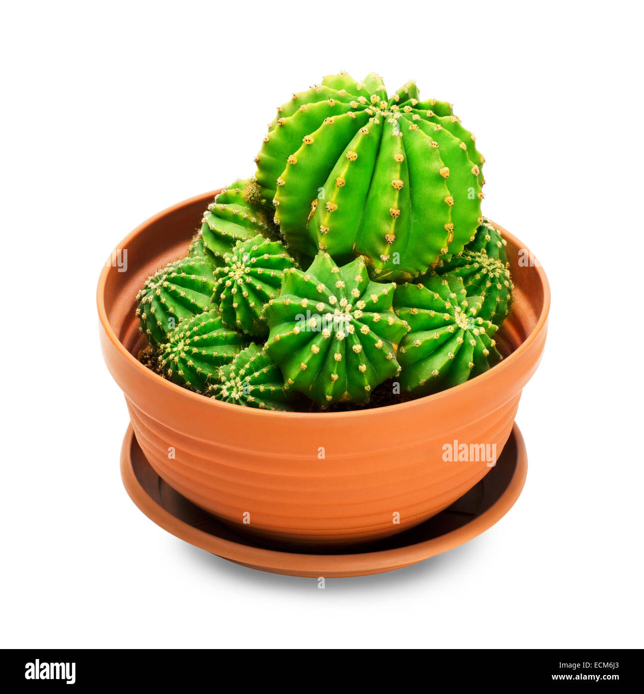 Cactus dans un pot sur un fond blanc Banque D'Images