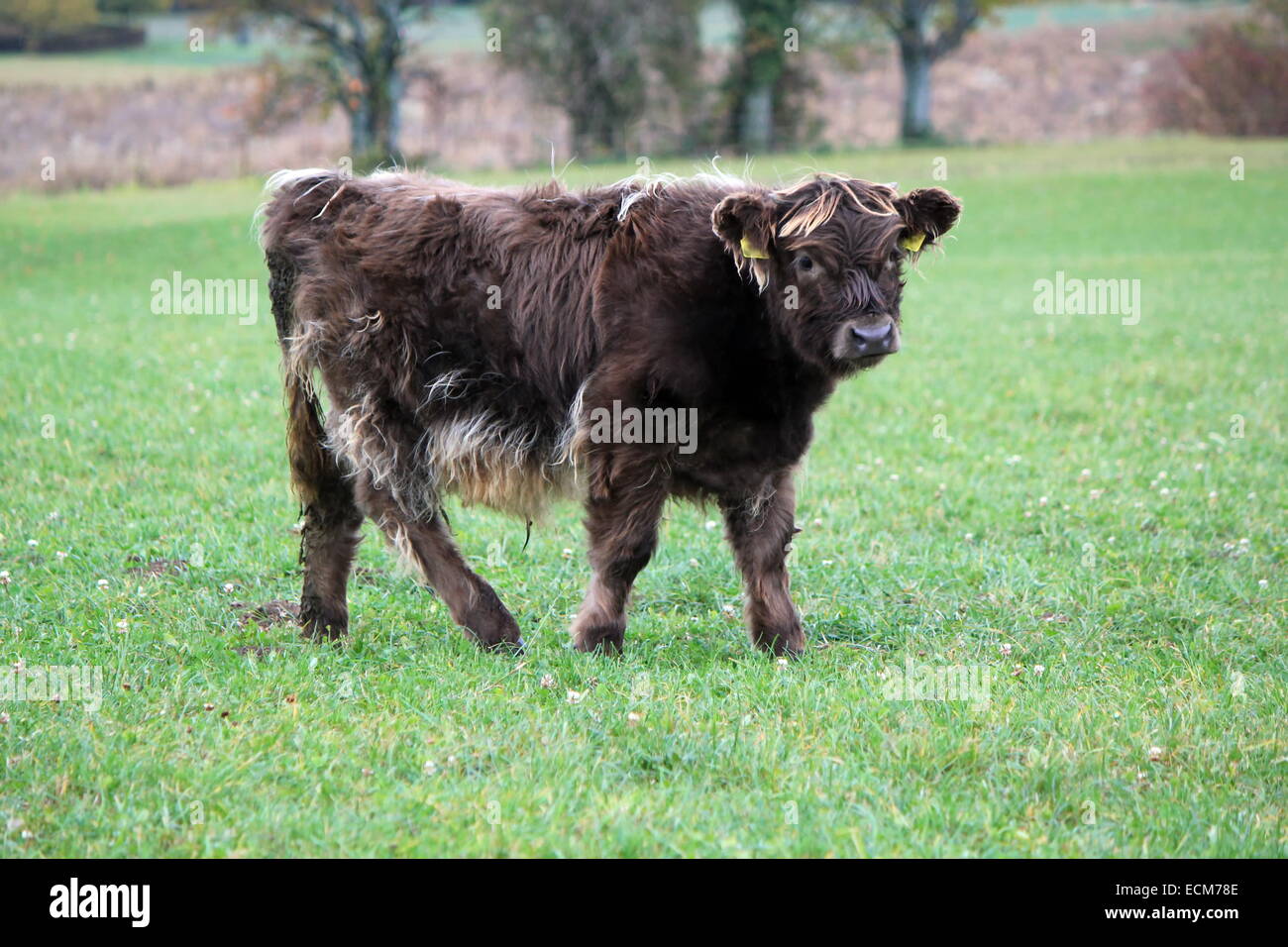 Portrait De Vache Highland Bebe Noir Dans L Herbe Verte Prairie Photo Stock Alamy