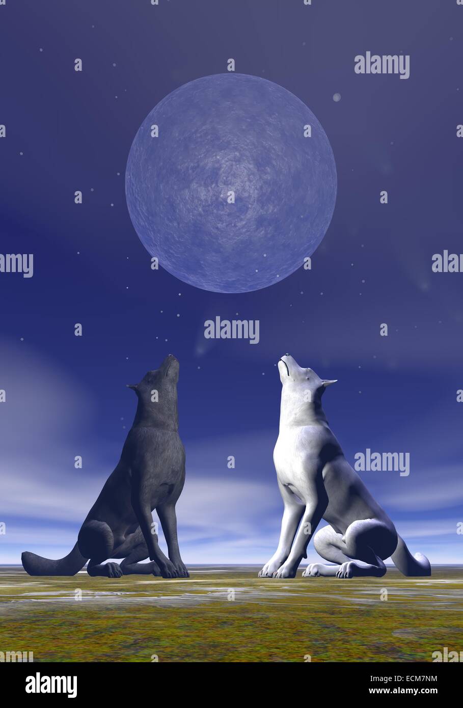 Un loup blanc et un autre noir hurlant à la pleine lune par Deep blue night Banque D'Images