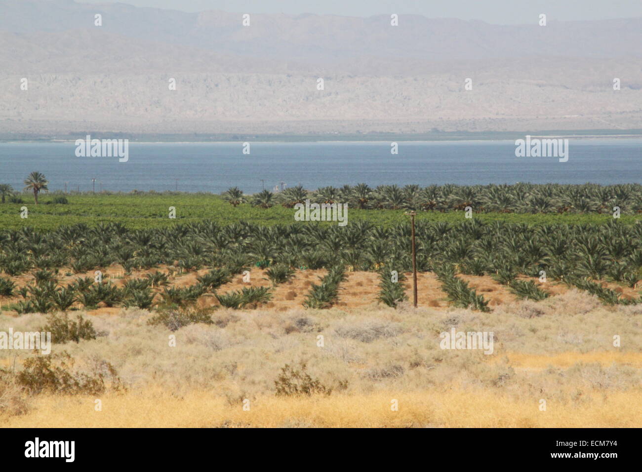 La mer de Salton plantations de palmiers. Banque D'Images