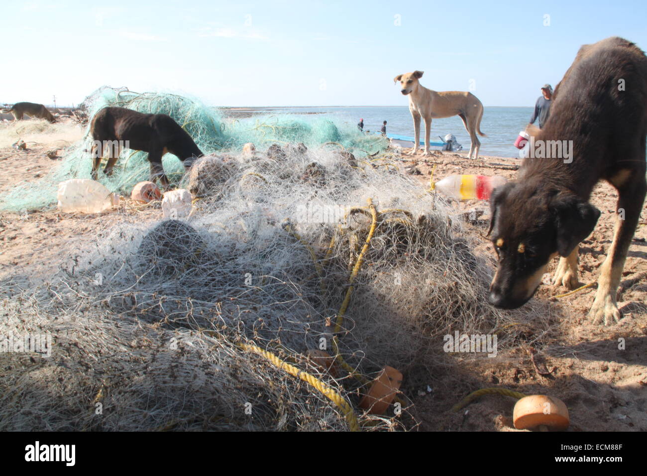 Chiens et filet de pêche Banque D'Images