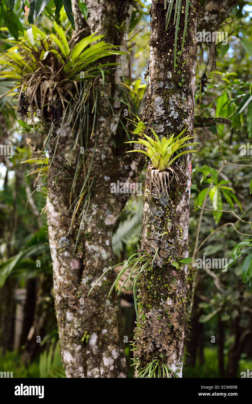 Plantes tropicales broméliacées poussant sur un tronc d'arbre dans le jardin botanique de Isabel de Torres république dominicaine Banque D'Images