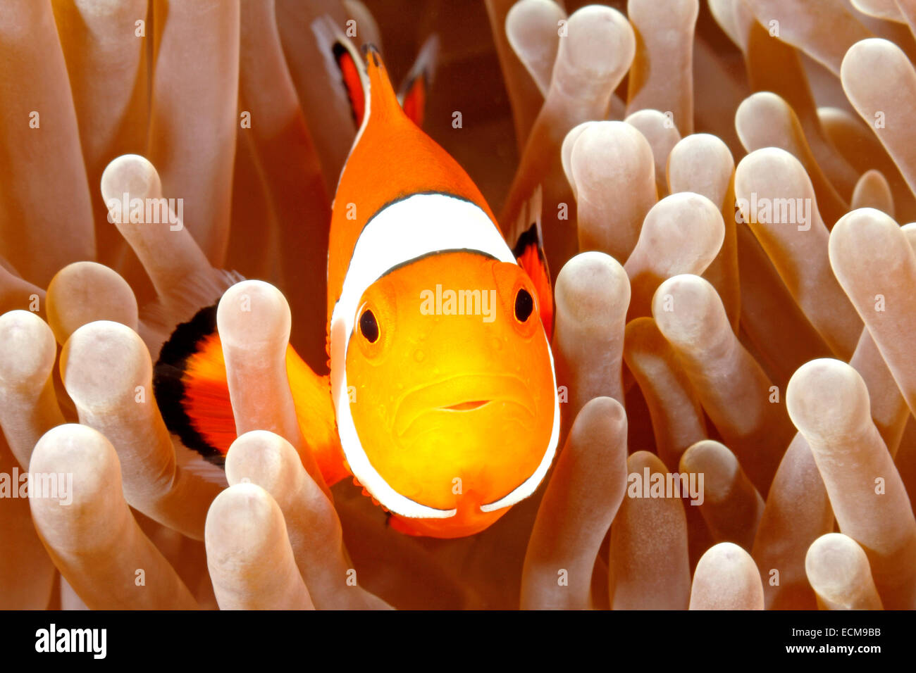 Poisson Clown Amphiprion ocellaris Clown, piscine, entre les tentacules de l'anémone sa maison. Tulamben, Bali, Indonésie Banque D'Images