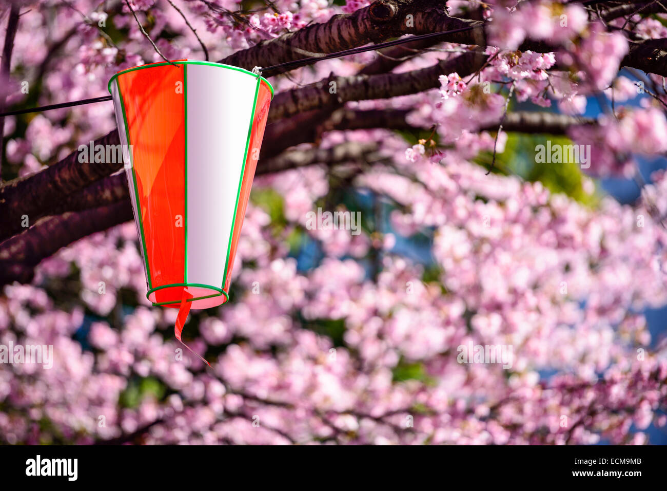 Tokyo, Japon cerisiers et des lanternes dans le parc Ueno. Banque D'Images