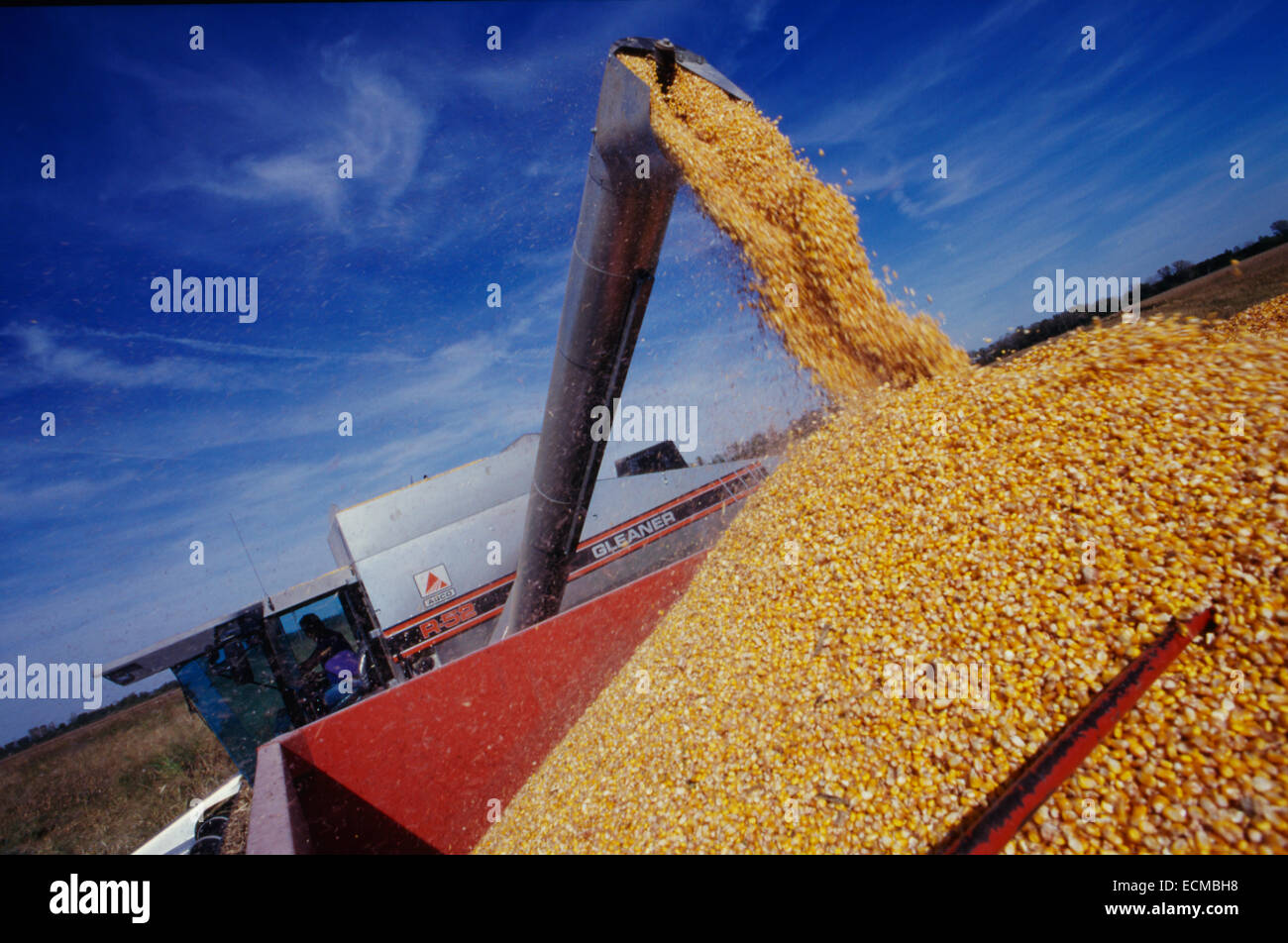 Une moissonneuse-batteuse Gleaner récoltes de maïs dans une remorque en attente dans le midwest des États-Unis. Banque D'Images