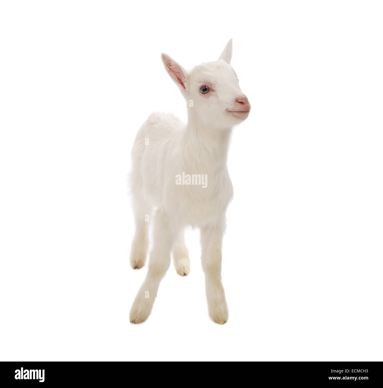 Bebe Chevre Banque D Image Et Photos Alamy