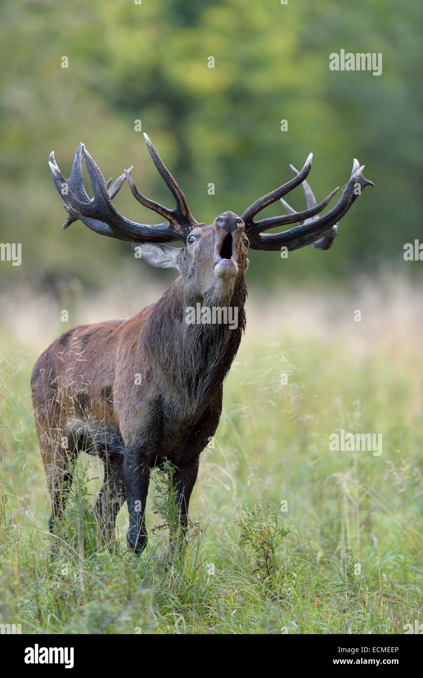 Red Deer (Cervus elaphus) stag, brames, Silkeborg, Copenhague, Danemark Banque D'Images