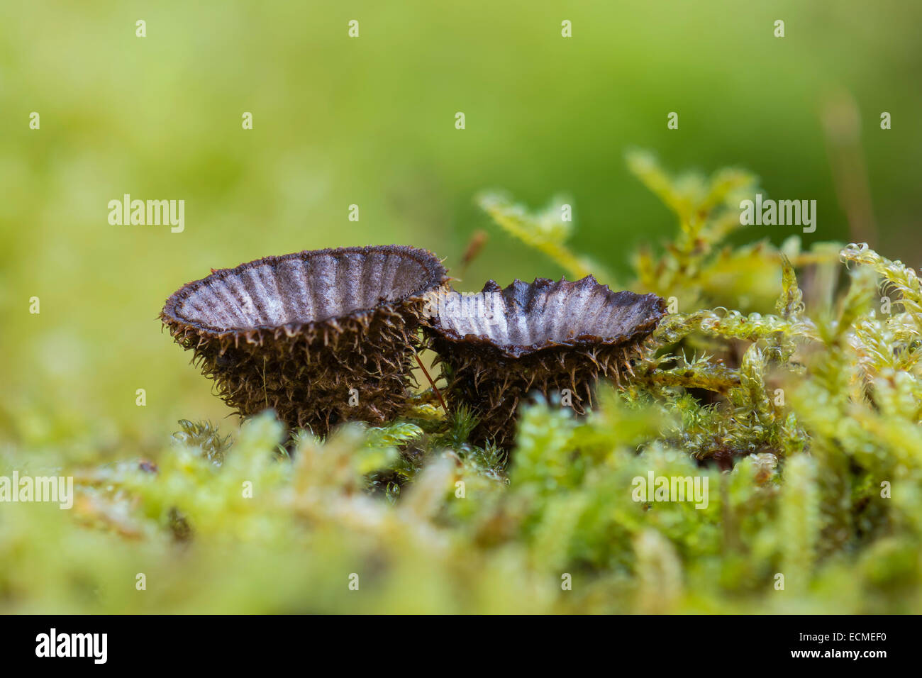 Nid d'oiseau à cannelures (Cyathus striatus) dans la région de moss, Mönchbruch Réserve Naturelle, Hesse, Allemagne Banque D'Images