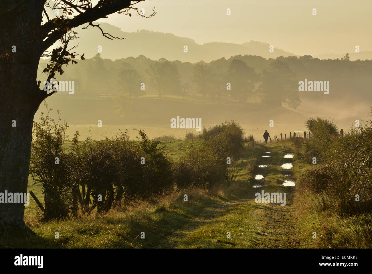 Silhouette d'homme solitaire dans golden age bénéficiant d'une promenade le long d'un chemin de campagne au cours d'un beau soleil d'automne Banque D'Images