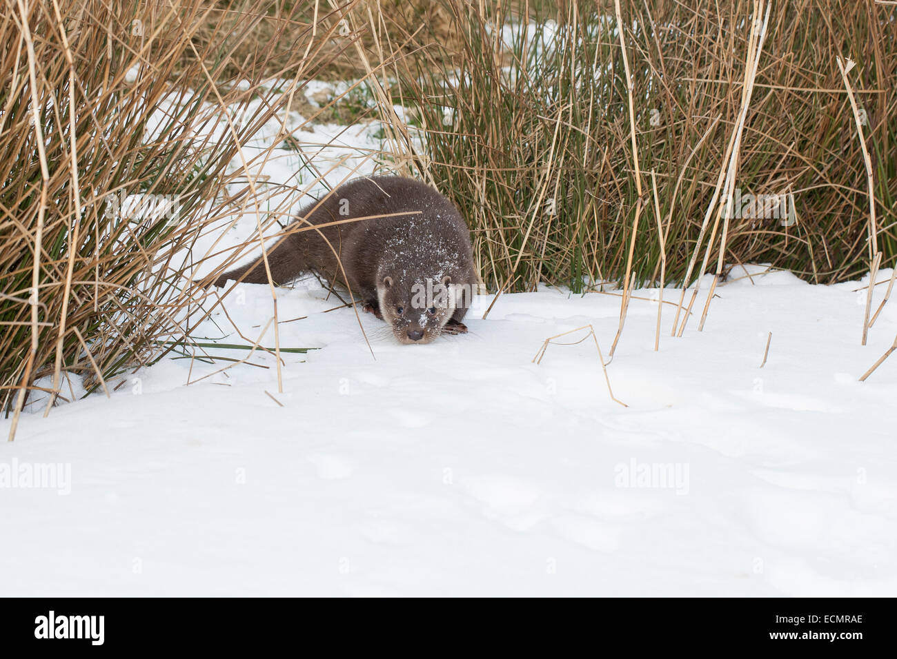 La loutre de rivière, loutre d'Europe, Europäischer Fischotter, Fisch-Otter, loutre, Lutra lutra, loutre d'Europe, Loutre commune, Hiver Banque D'Images