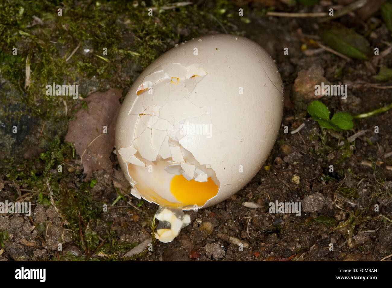 La Fouine Banque D Image Et Photos Alamy
