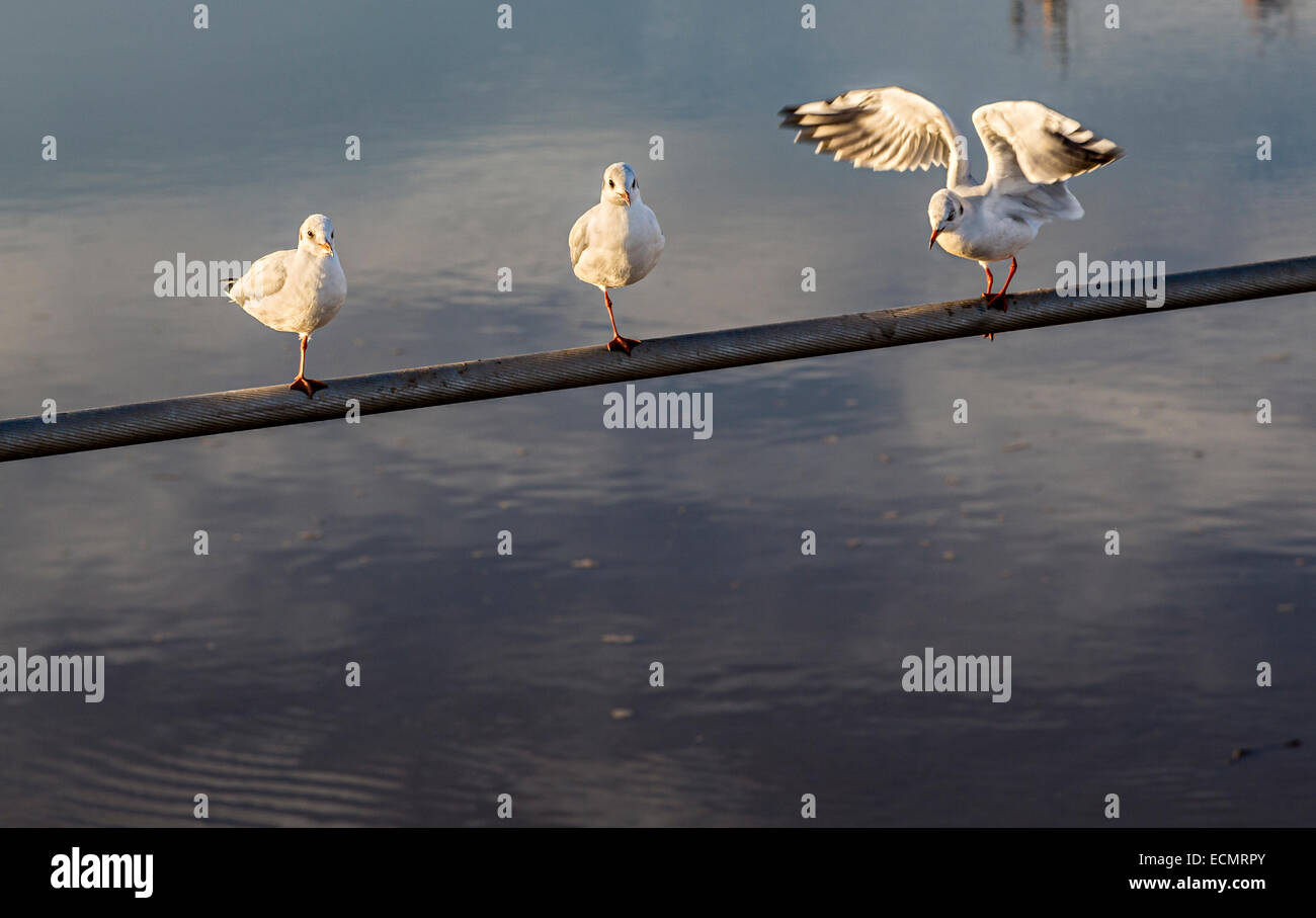 Mouettes debout sur une jambe, Newport, Pays de Galles, Royaume-Uni Banque D'Images