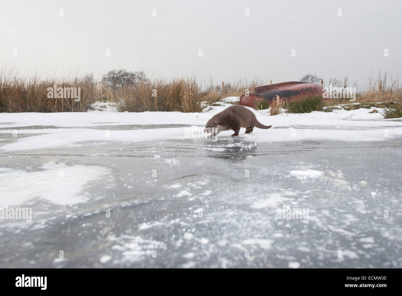 La loutre de rivière, loutre d'Europe, Europäischer Fischotter, Fisch-Otter, loutre, Lutra lutra, loutre d'Europe, Loutre commune, Hiver Banque D'Images