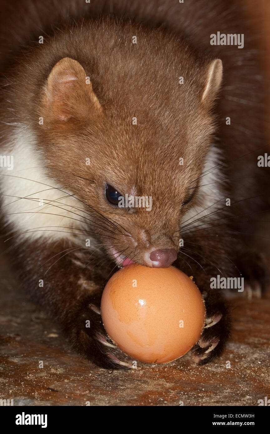 La Fouine Banque D Image Et Photos Alamy La Fouine Banque D Image Et Photos Alamy