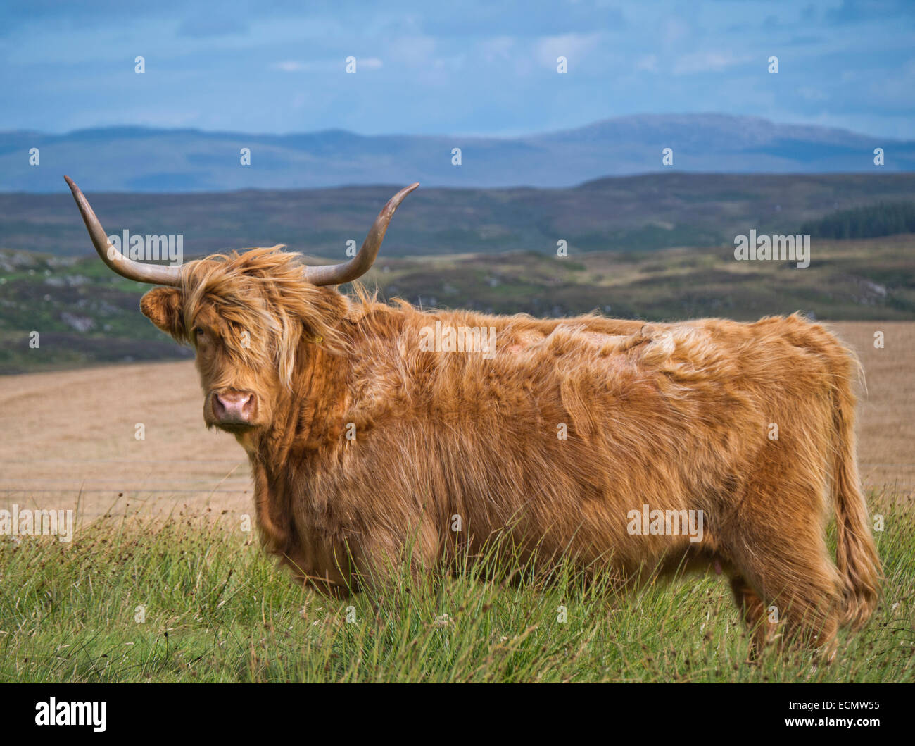 Sur Islay Ecosse Highland cattle Banque D'Images