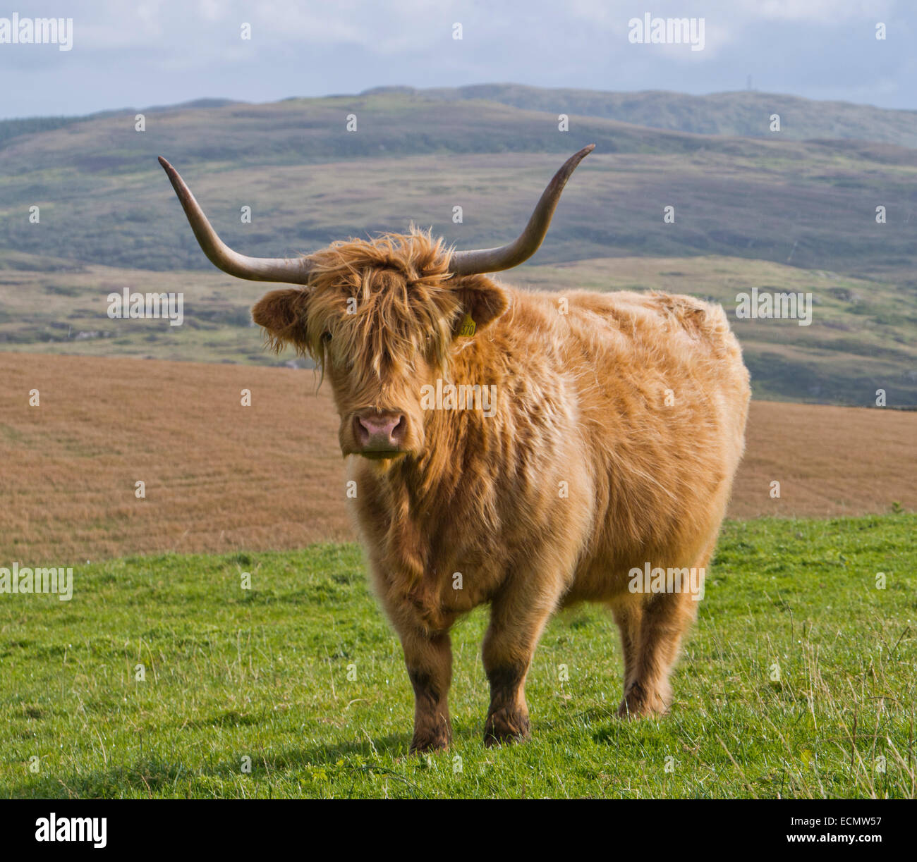 En Ecosse Highland cattle Banque D'Images