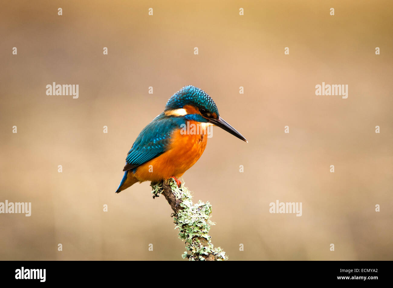 - Kingfisher Alcedo atthis Banque D'Images