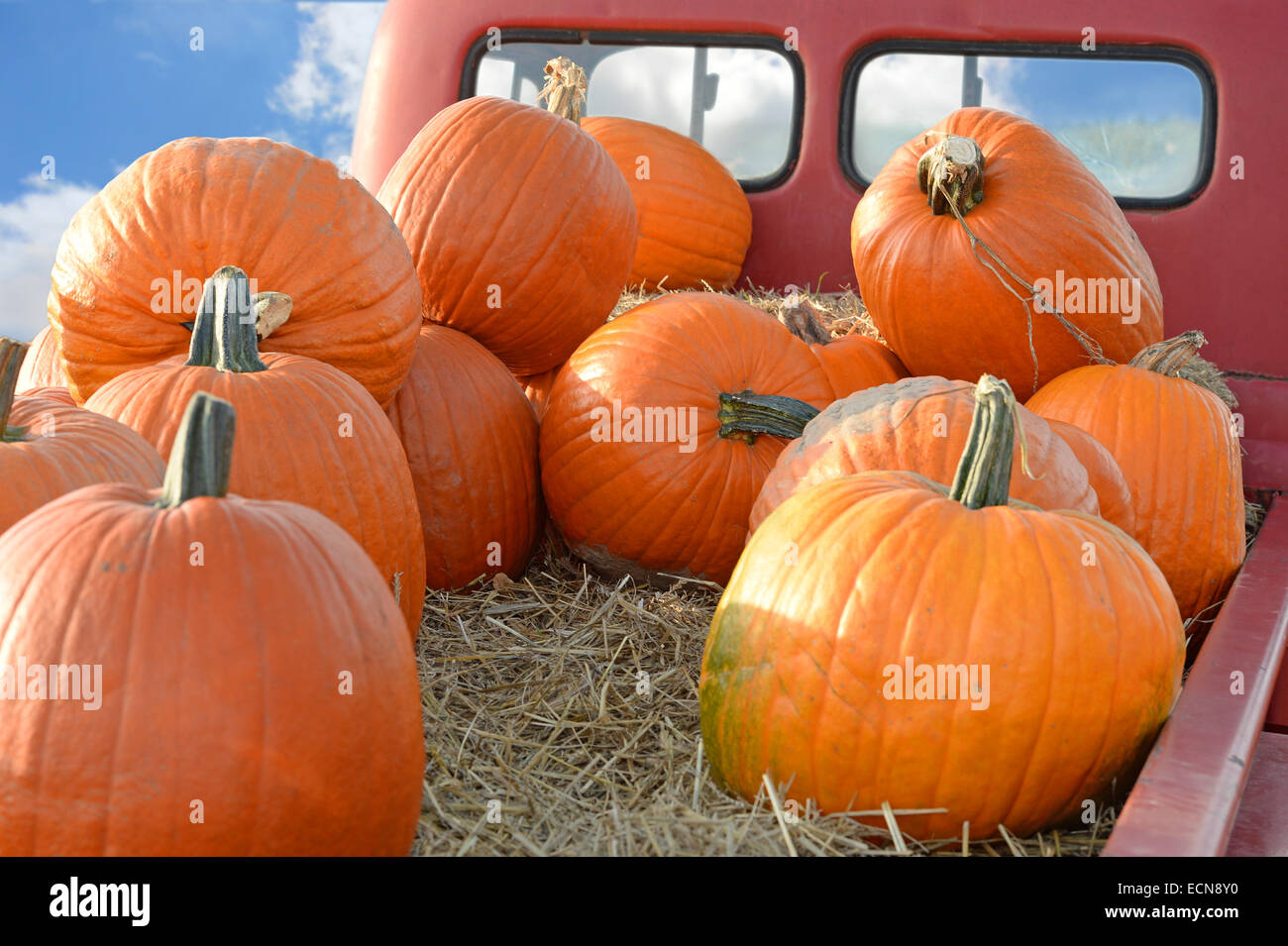 Les citrouilles à l'arrière du pick-up vintage Banque D'Images