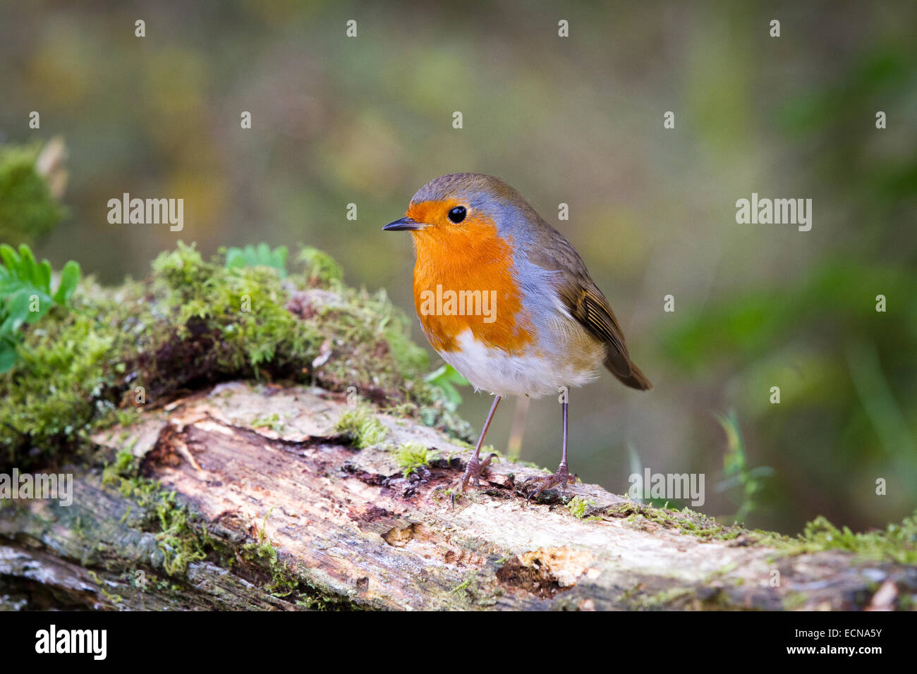 Robin des bois européen dans cadre naturel perché sur une branche. Banque D'Images