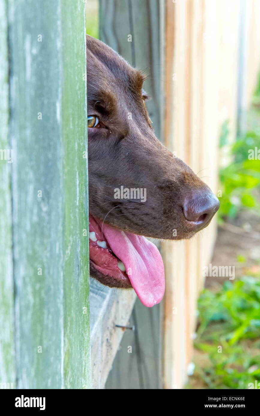 Laboratoire de chocolat avec la tête par une barrière en bois Banque D'Images
