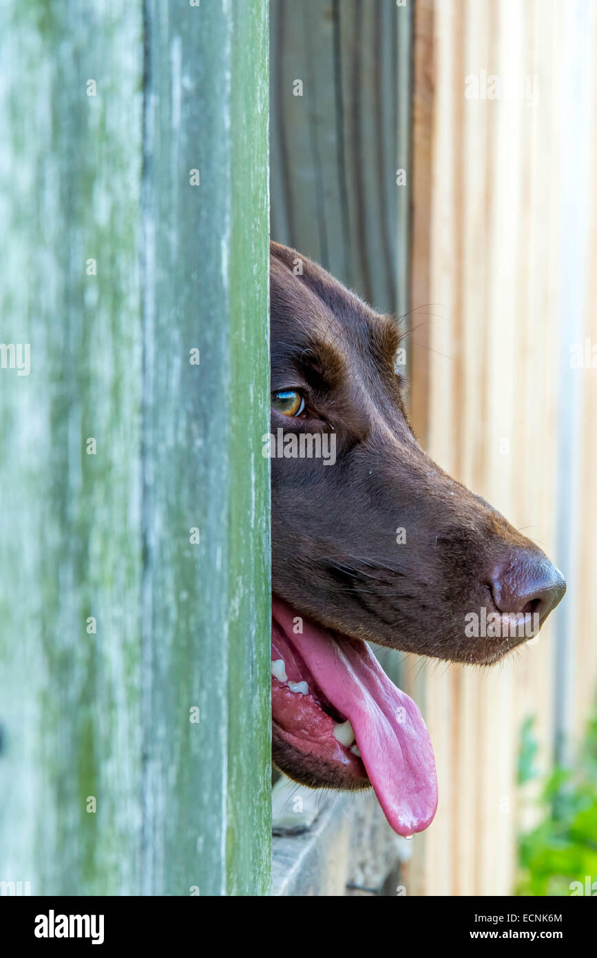 Laboratoire de chocolat avec la tête par une barrière en bois Banque D'Images
