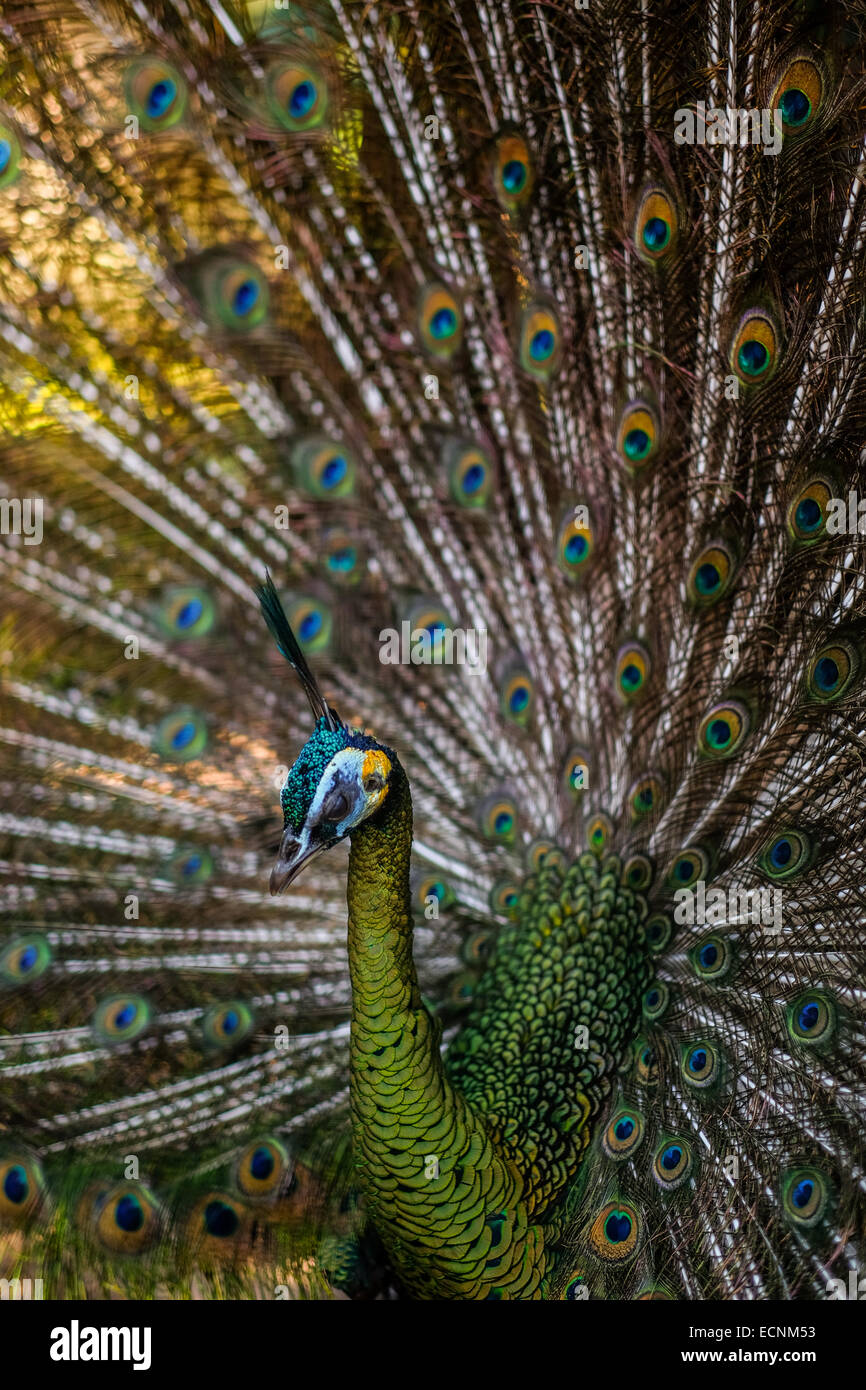 La tourbière verte (Pavo muticus) montrant ses plumes de queue au zoo de Bali à Gianyar, Bali, Indonésie. Banque D'Images
