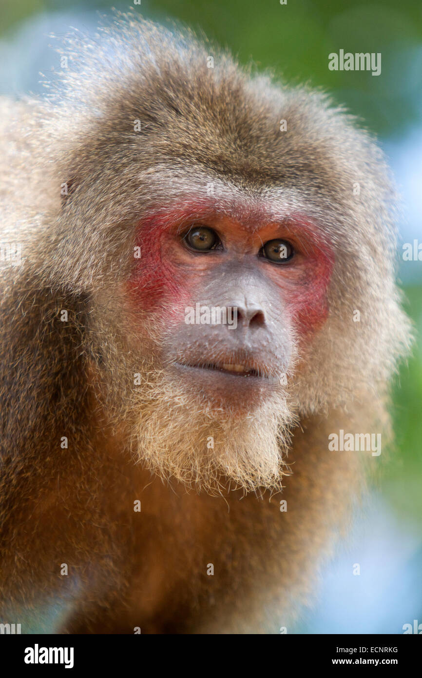 Macaque à queue souche près de Da Lat, Viet Nam. Banque D'Images