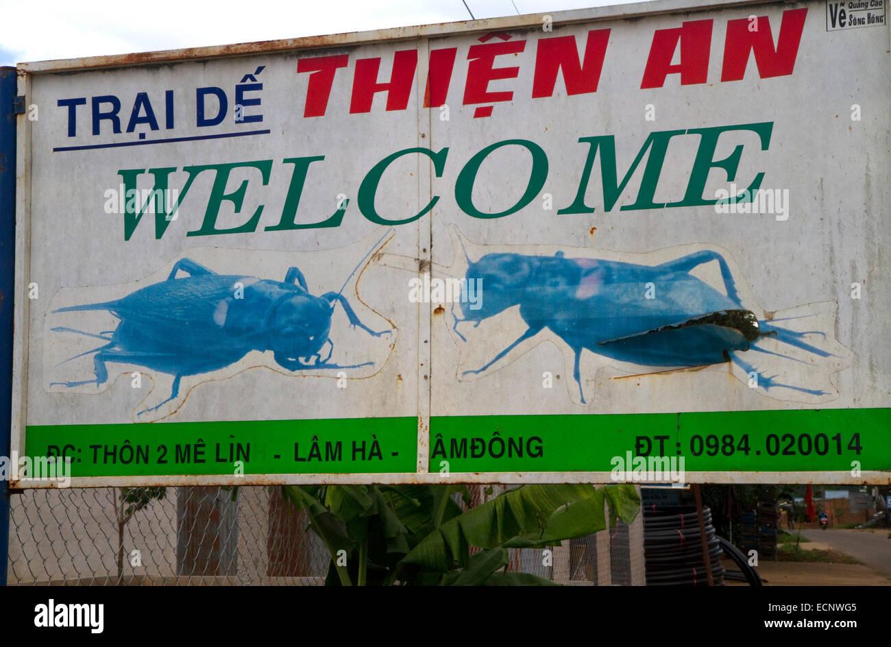Le Cricket ferme dans la province de Lam Dong, au Vietnam. Banque D'Images
