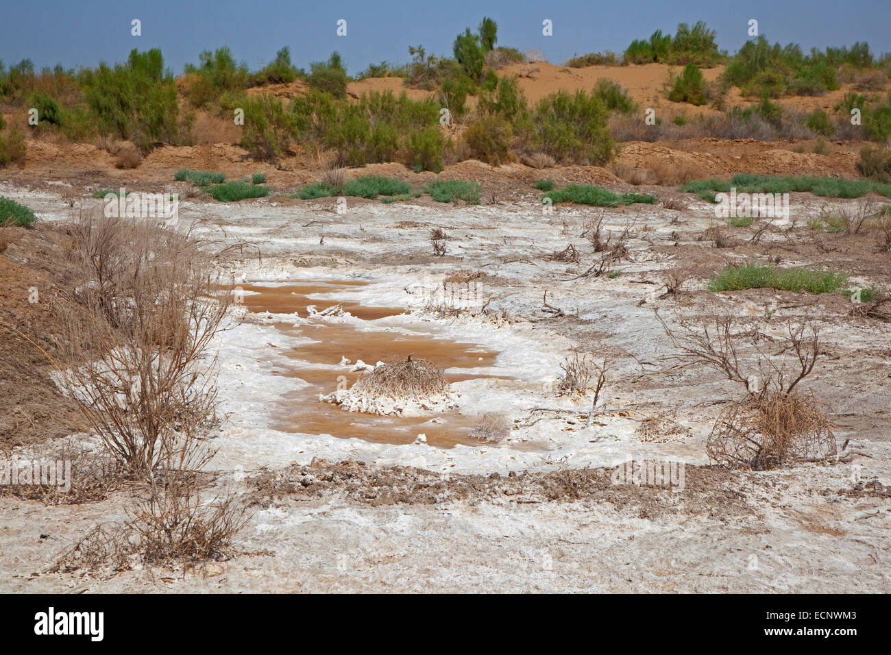 Les dépôts de sel dans la flaque d'eau dans le désert de Karakoum, le Turkménistan Banque D'Images