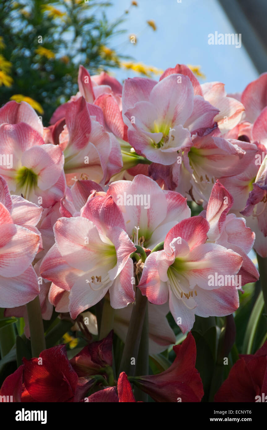 Un cluster d'AMARYLLIS Hippeastrum rose, photographiés à l'Eden Project dans la région de Cornwall, UK Banque D'Images