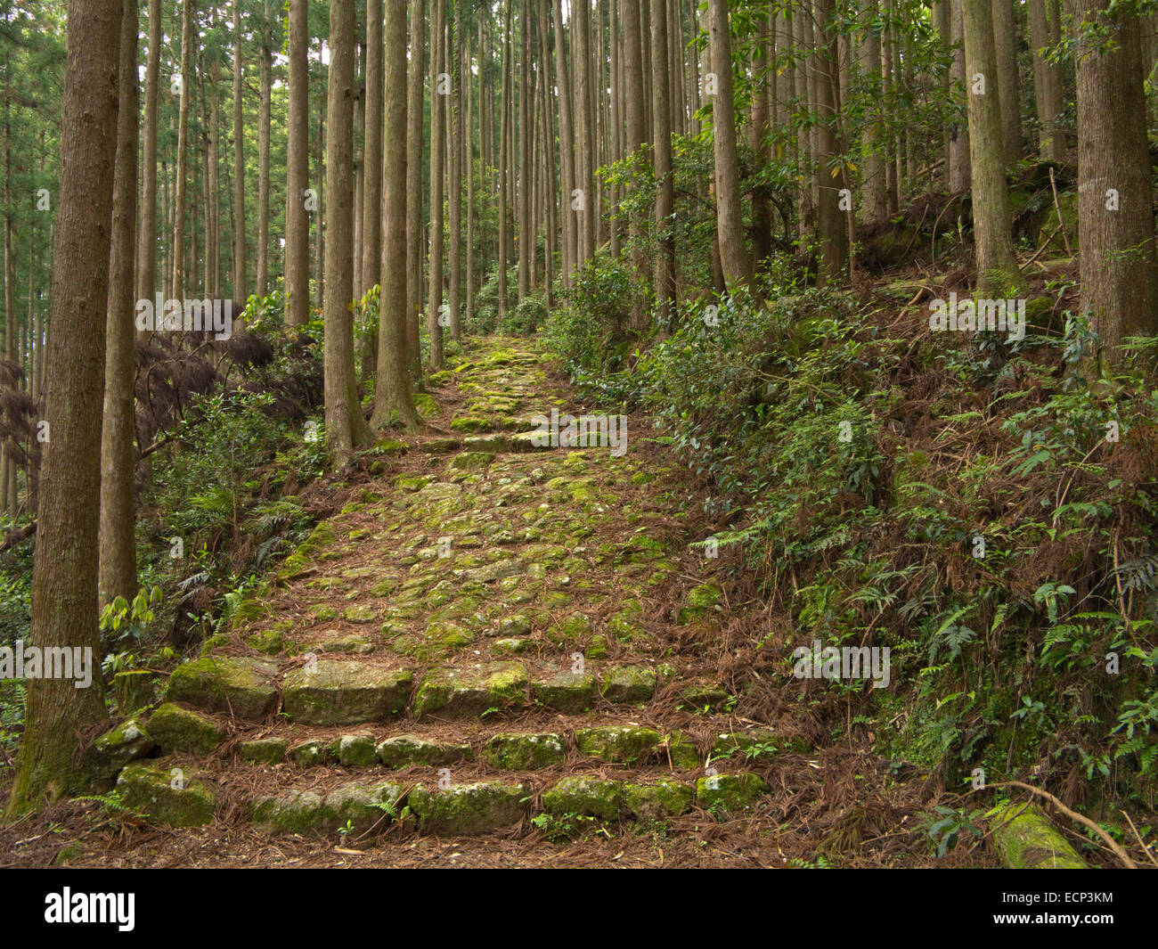 Sentier de pèlerinage de Kumano Kodo dans la forêt près de Kusu-no-Kubo au sud de la péninsule de Kii, Koguchi, préfecture de Wakayama, Japon Banque D'Images