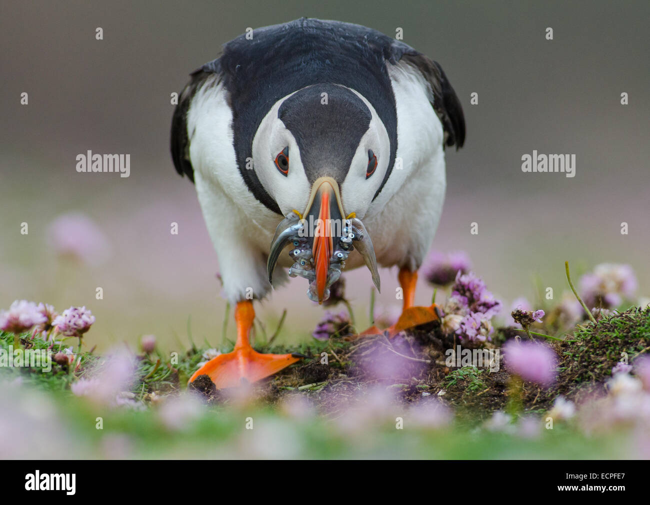 Un Macareux moine (Fratercula arctica) sur sa façon d'entrer dans son terrier avec le projet de loi plein de poissons. Banque D'Images