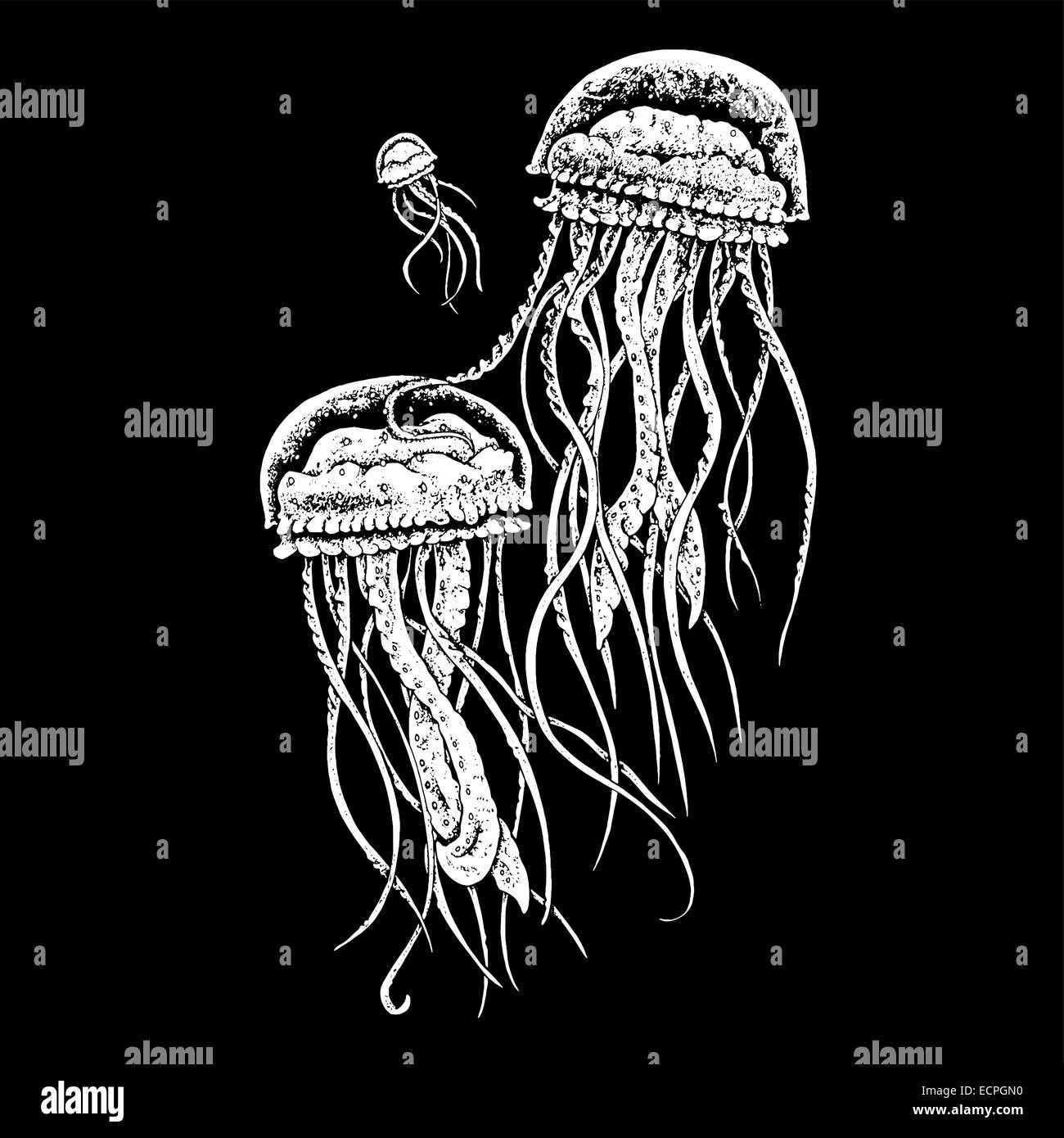 Les méduses en mer profonde illustration noir et blanc Illustration de Vecteur