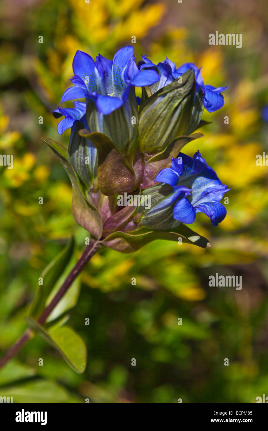 Gentiane bleue (Gentiana acuta) fleurit sur la ligne continentale de partage près de LOBO - POINT SUD DU COLORADO Banque D'Images