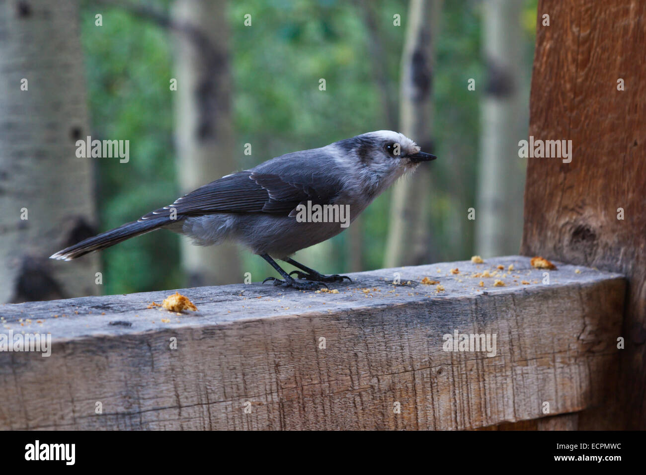 Un Mésangeai du Canada (Perisoreus canadensis) au ranch à 10500 pieds OLEO - SUD DU COLORADO Banque D'Images