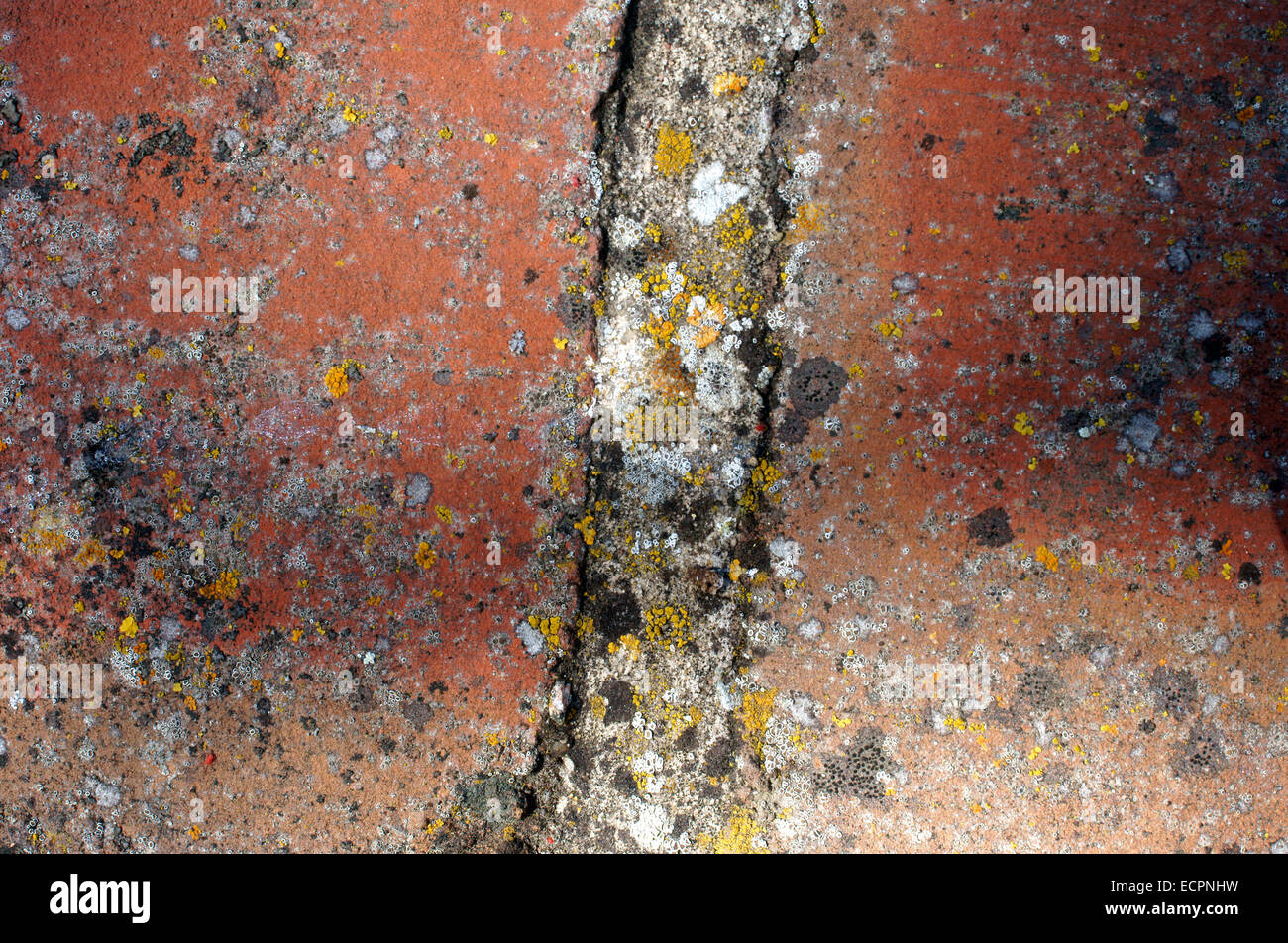 Lichens sur la Brique Banque D'Images