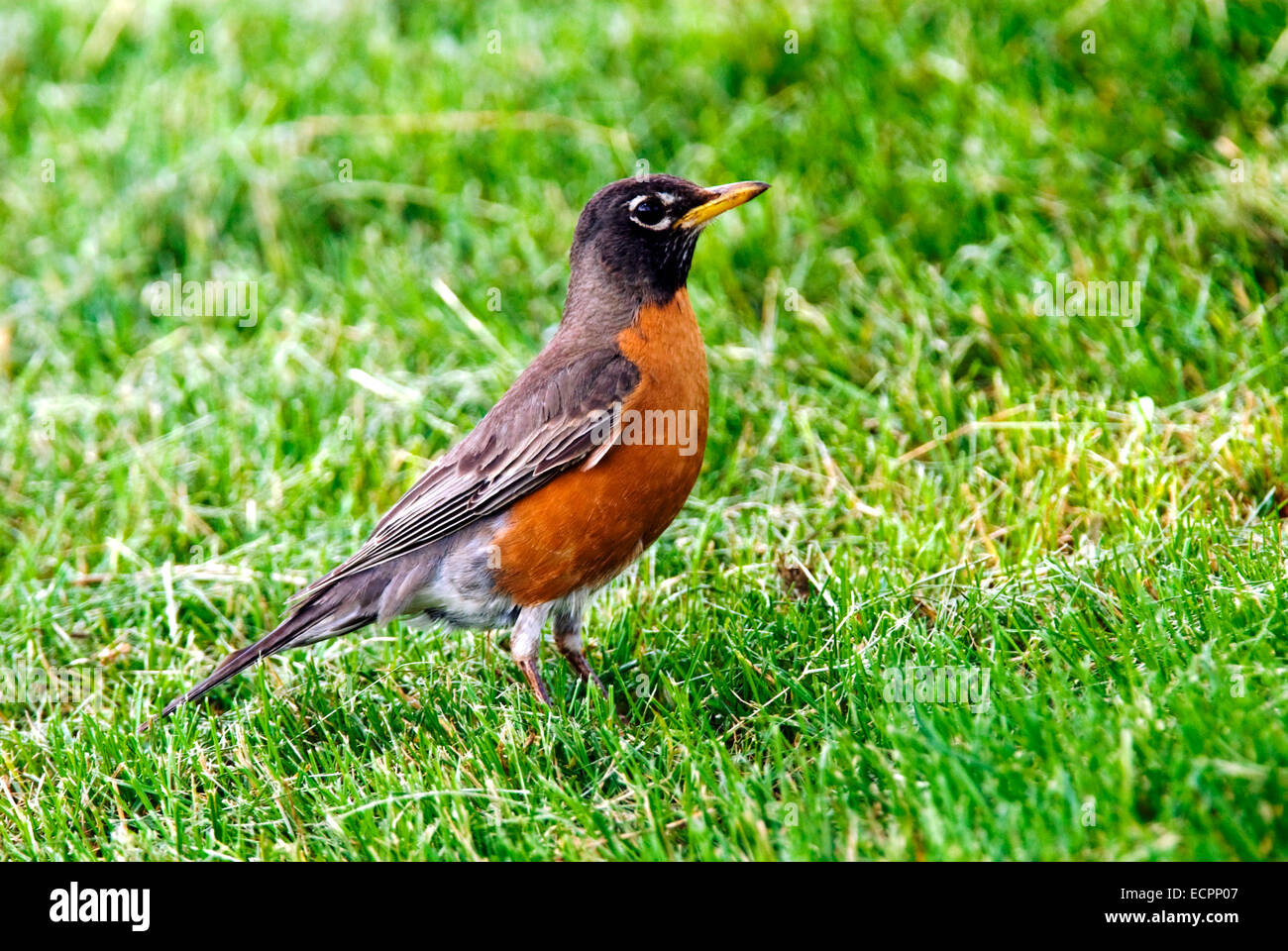 Un merle d'Amérique (Turdus migratorius), dans une pelouse, Close up. Banque D'Images