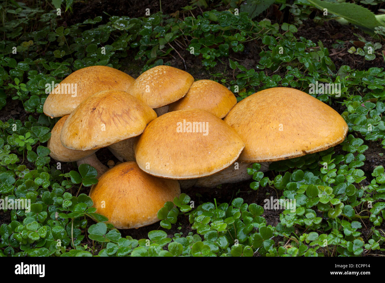 Les champignons sauvages dans un jardin, Novato, comté de Marin, en Californie, USA Banque D'Images