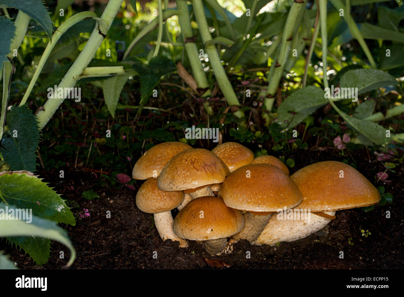 Les champignons sauvages dans un jardin, Novato, comté de Marin, en Californie, USA Banque D'Images
