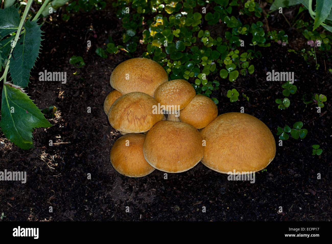 Les champignons sauvages dans un jardin, Novato, comté de Marin, en Californie, USA Banque D'Images
