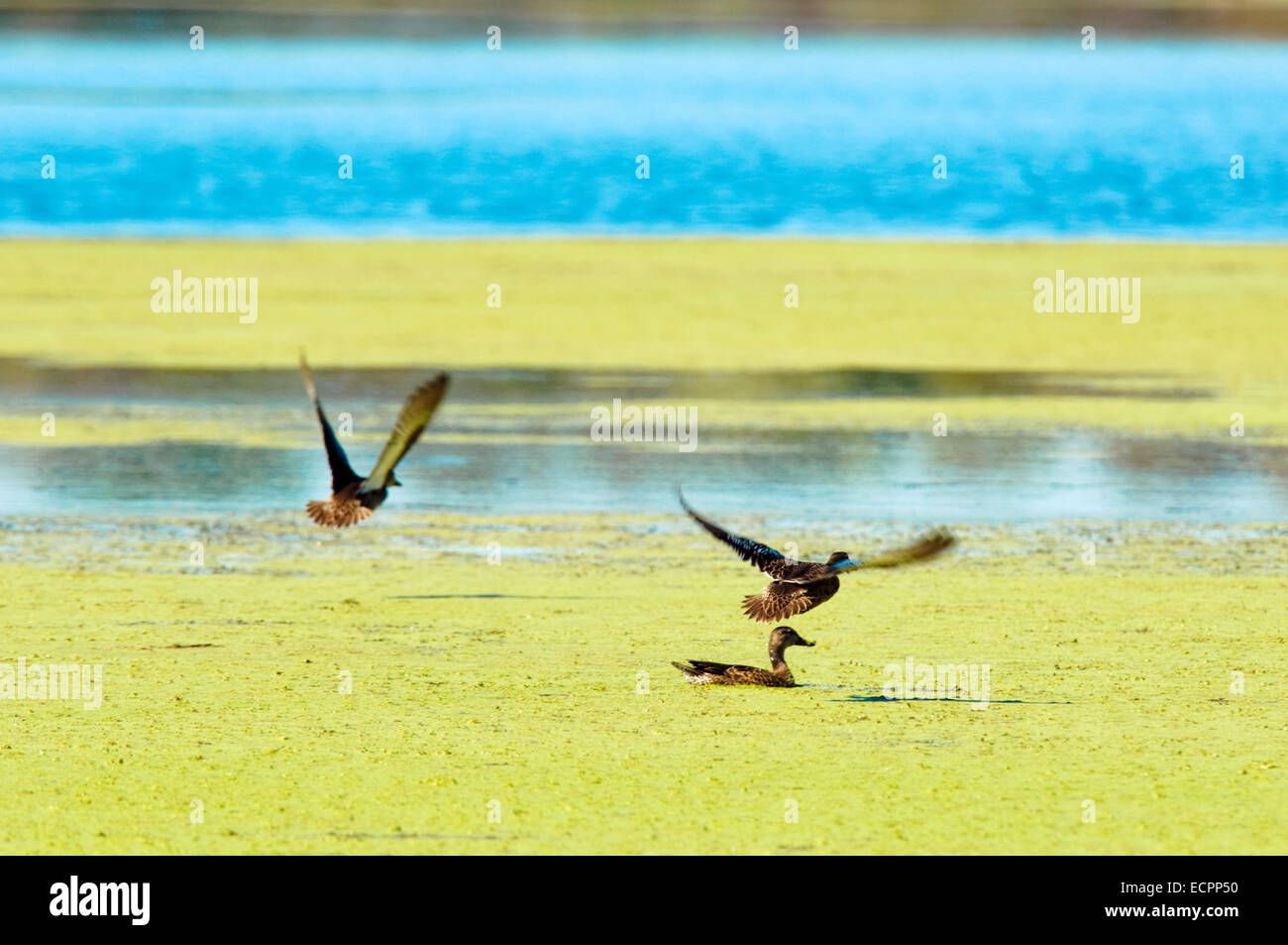 Un canard vole en étang marécageux avec motion dans ses ailes, près de Oakland City, Indiana, USA. Banque D'Images